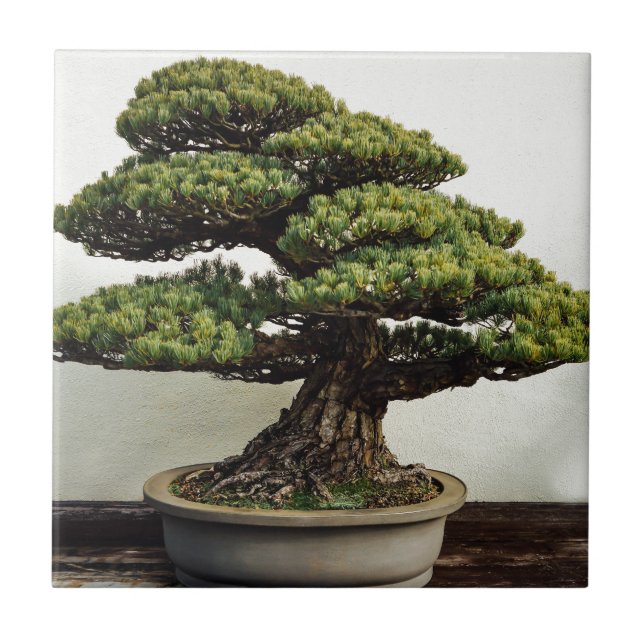 Japanese White Pine Bonsai Tree Tile (Front)
