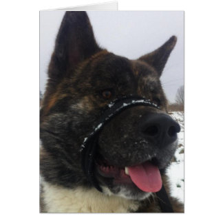 Japaness akita