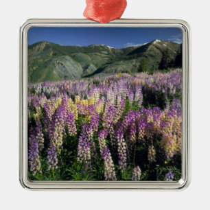 JARBIDGE WILDERNESS, NEVADA. USA. Spur lupine Metal Tree Decoration