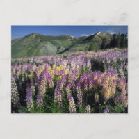 JARBIDGE WILDERNESS, NEVADA. USA. Spur lupine