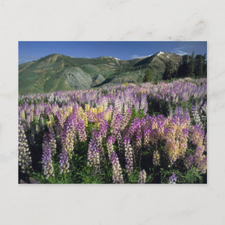 JARBIDGE WILDERNESS, NEVADA. USA. Spur lupine Postcard