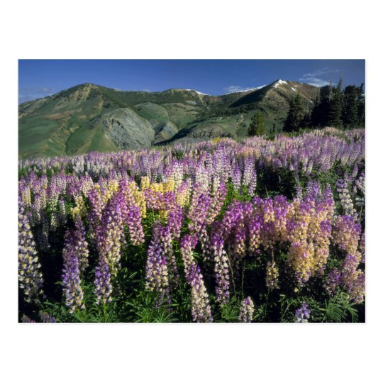 JARBIDGE WILDERNESS, NEVADA. USA. Spur lupine Postcard