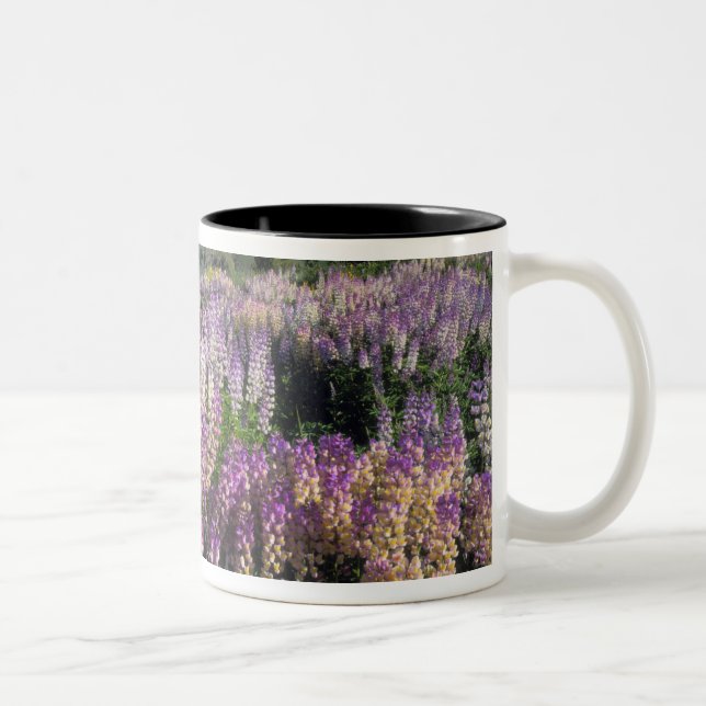 JARBIDGE WILDERNESS, NEVADA. USA. Spur lupine Two-Tone Coffee Mug (Right)