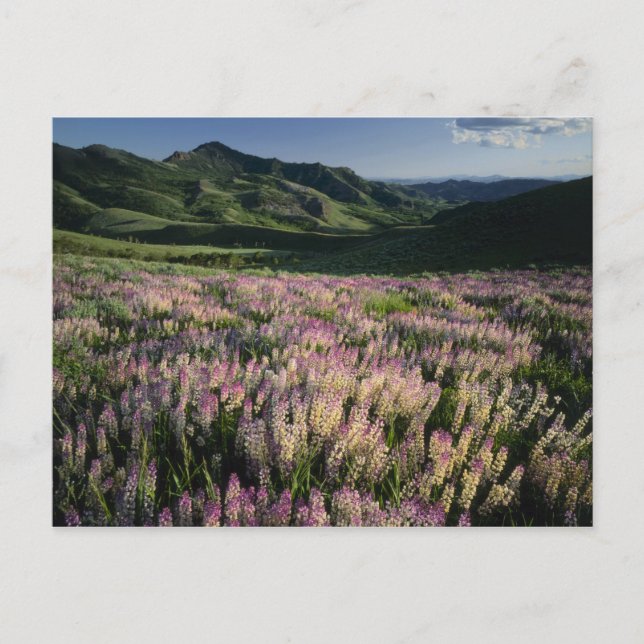 Jarbridge Wilderness and Mountains, Nevada, Spur Postcard (Front)