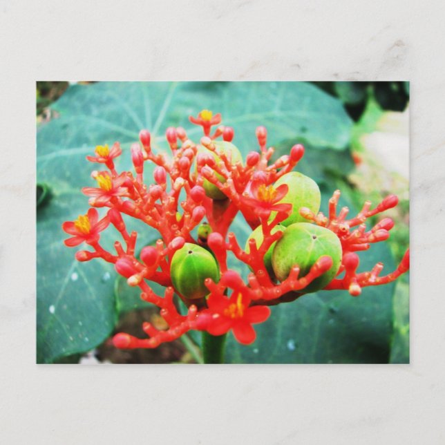 Jardín Botánico Piñeres, Turbaco, Colombia Postcard (Front)