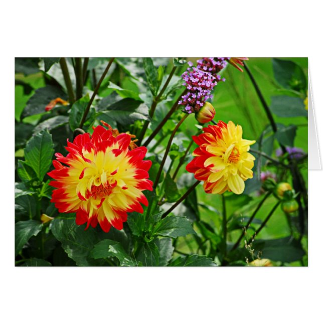 Jardin des Plantes-2 (Front Horizontal)