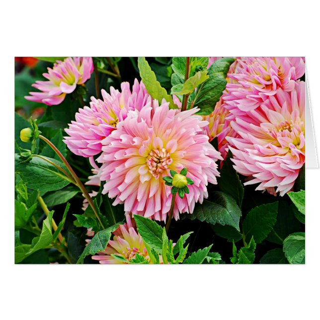 Jardin des Plantes-3 (Front Horizontal)