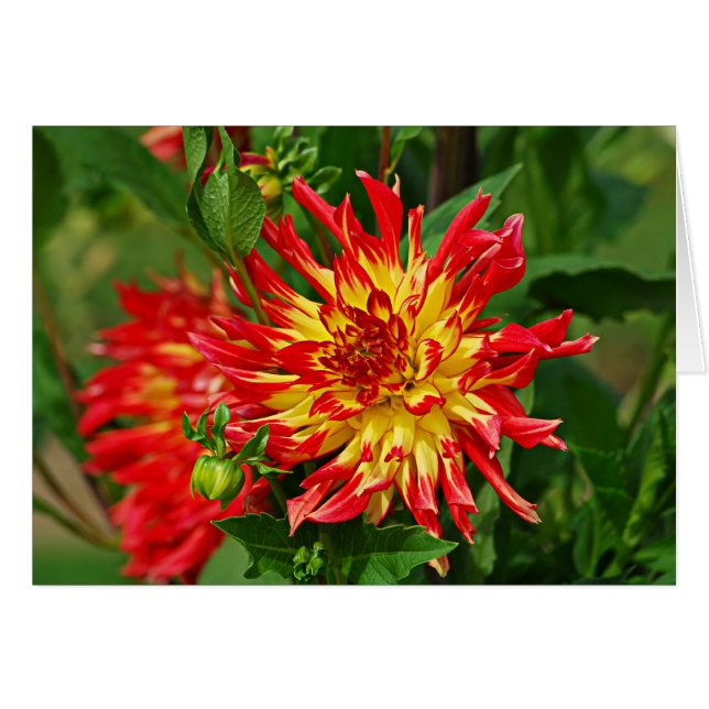 Jardin des Plantes-5 (Front Horizontal)