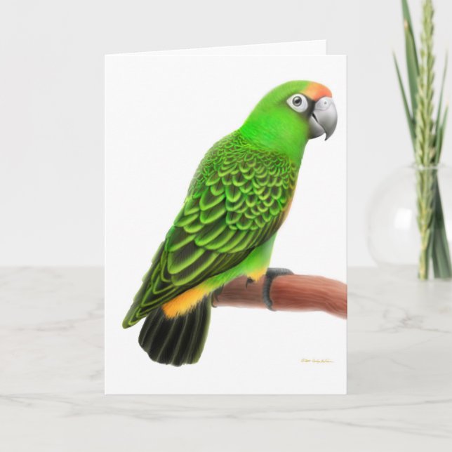 Jardines Parrot Greeting Card (Front)