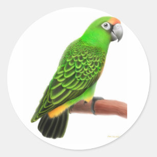 Jardines Parrot Sticker