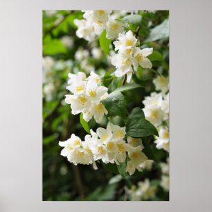 Jasmin flowers in the garden poster