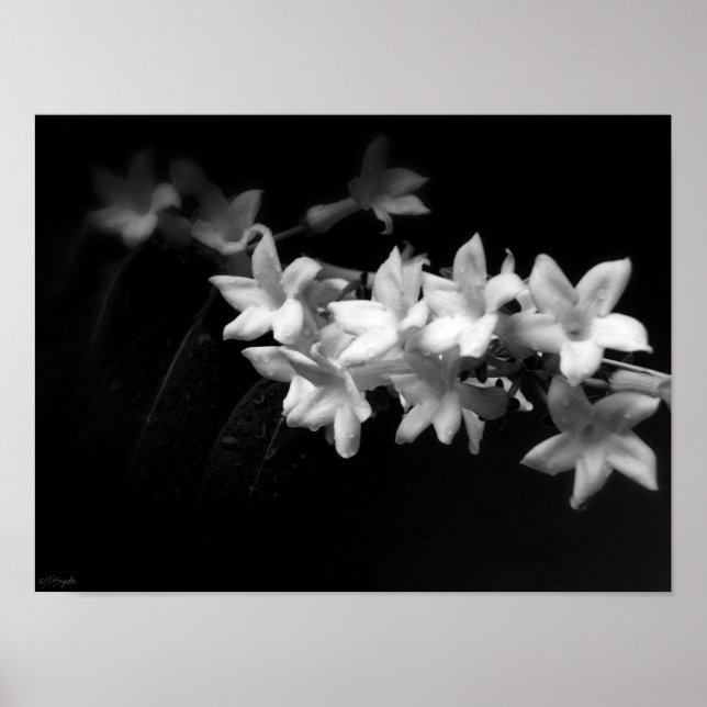 Jasmine Black and White Flowers Photograph Poster (Front)
