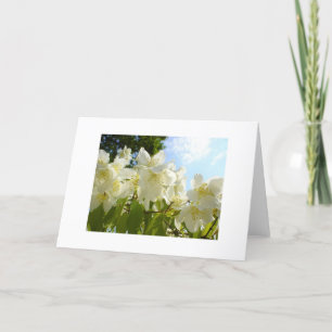 Jasmine Flower Note Card