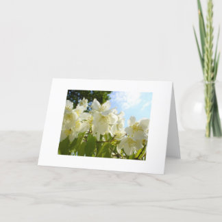 Jasmine Flower Note Card