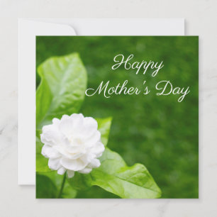 Jasmine flowers are on green Mother's Day Card