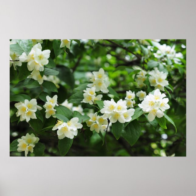 Jasmine flowers in the garden poster (Front)