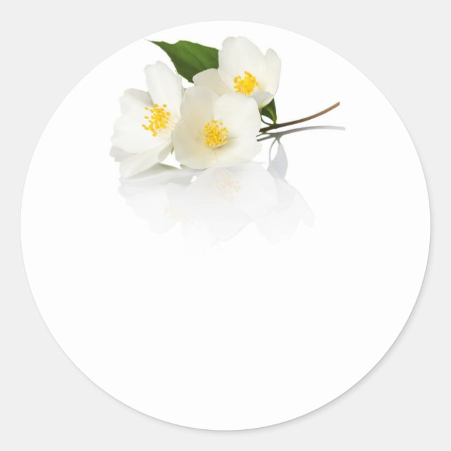 Jasmine Flowers On White Background. Macro Shot Classic Round Sticker (Front)