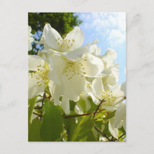 Jasmine Flowers Postcard