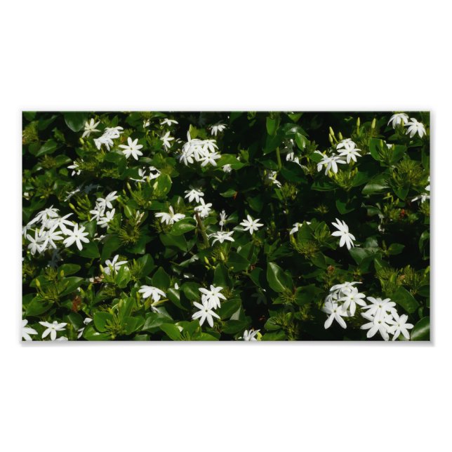 Jasmine Flowers Tropical Floral Botanical Photo Print (Front)