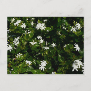 Jasmine Flowers Tropical Floral Botanical Postcard