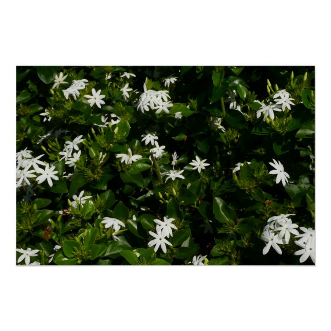 Jasmine Flowers Tropical Floral Botanical Poster (Front)