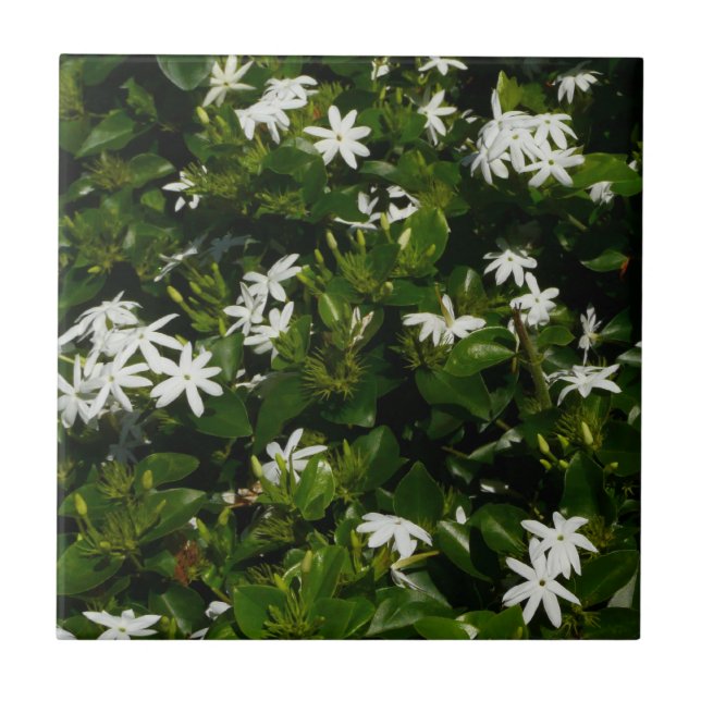 Jasmine Flowers Tropical Floral Botanical Tile (Front)