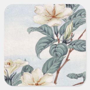 Jasmine Flowers (Vintage Japanese Art) Square Sticker