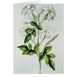 Jasmine, from 'La Guirlande de Julie'