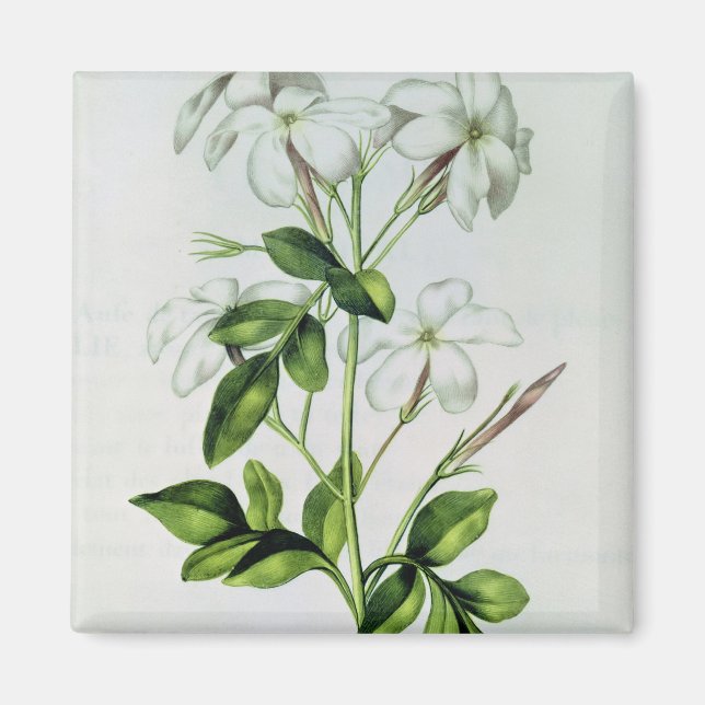 Jasmine, from 'La Guirlande de Julie' Magnet (Front)