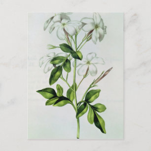 Jasmine, from 'La Guirlande de Julie' Postcard