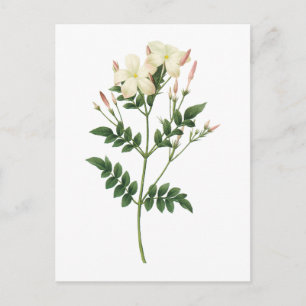 jasmine(Jasminum grandiflorum) by Redouté Postcard