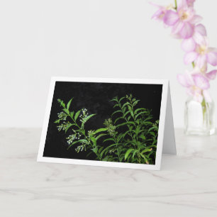 Jasmine Plant at Night Portrait Card