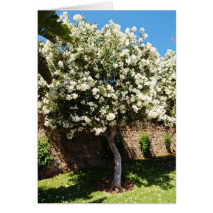Jasmine Tree