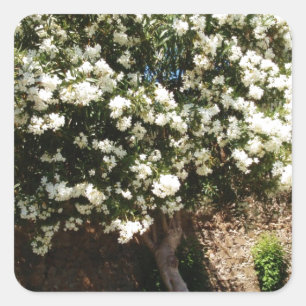 Jasmine Tree In Bloom Square Sticker