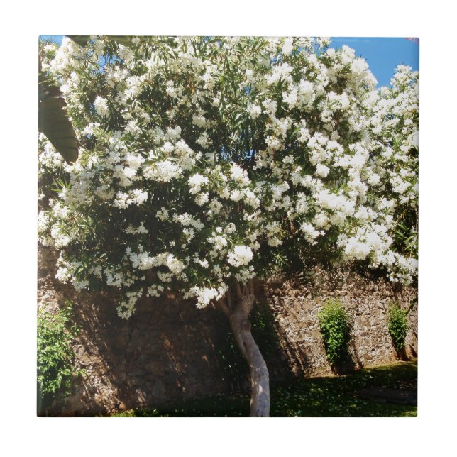 Jasmine Tree In Bloom Tile (Front)