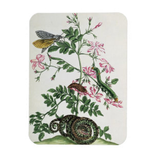 Jasmine: with snake, moth, caterpiller and chrysal magnet