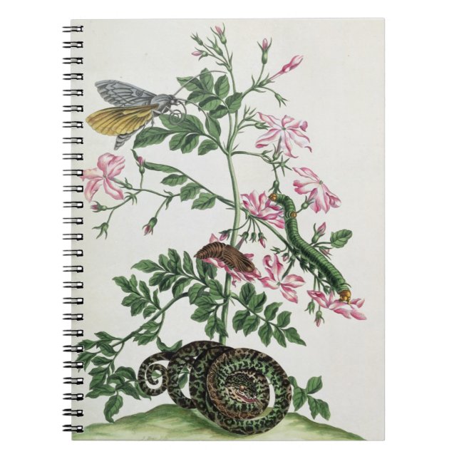Jasmine: with snake, moth, caterpiller and chrysal notebook (Front)