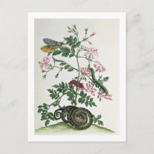 Jasmine: with snake, moth, caterpiller and chrysal postcard