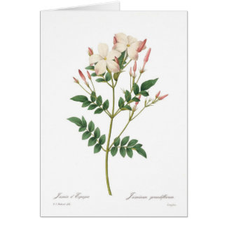 Jasminum grandiflorum