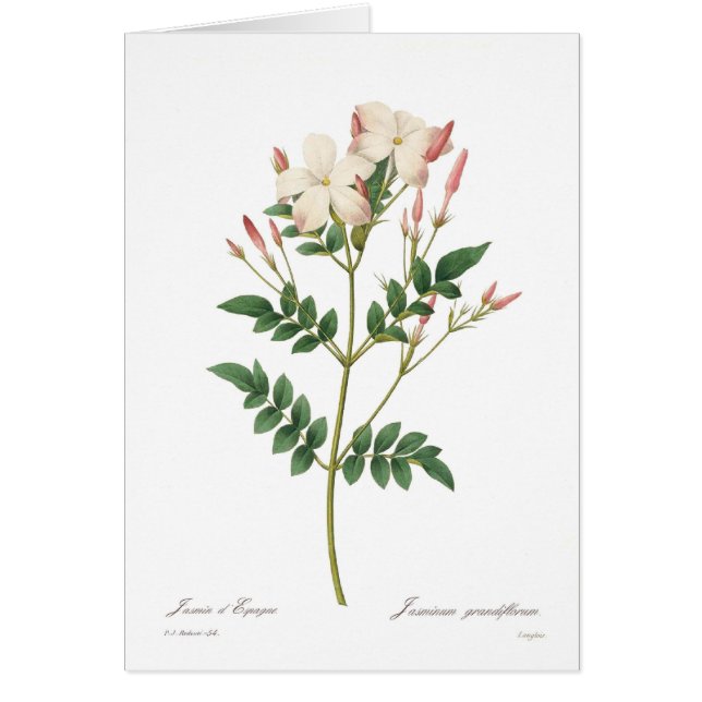 Jasminum grandiflorum (Front)