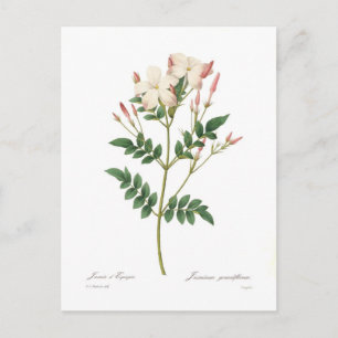 Jasminum grandiflorum postcard