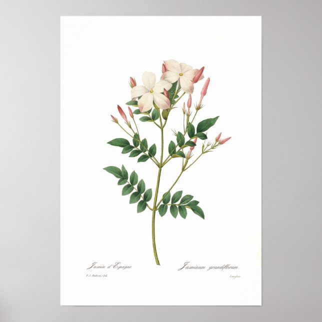 Jasminum grandiflorum poster (Front)