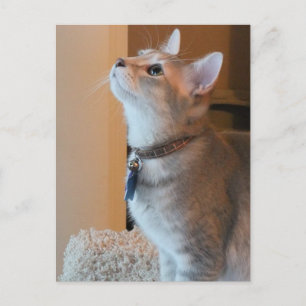 Jasper Blank Kitten Photo Postcard