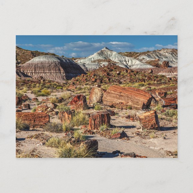 Jasper Forest Postcard (Front)