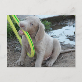 Jasper get It Postcard