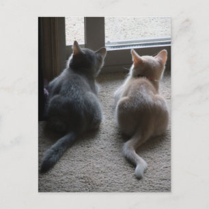 Jasper & Kaylee Kitten Blank Postcard