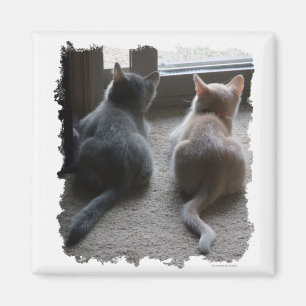 Jasper & Kaylee Square Kitten Magnet