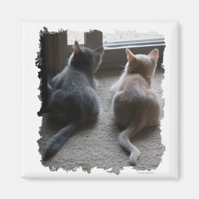 Jasper & Kaylee Square Kitten Magnet (Front)