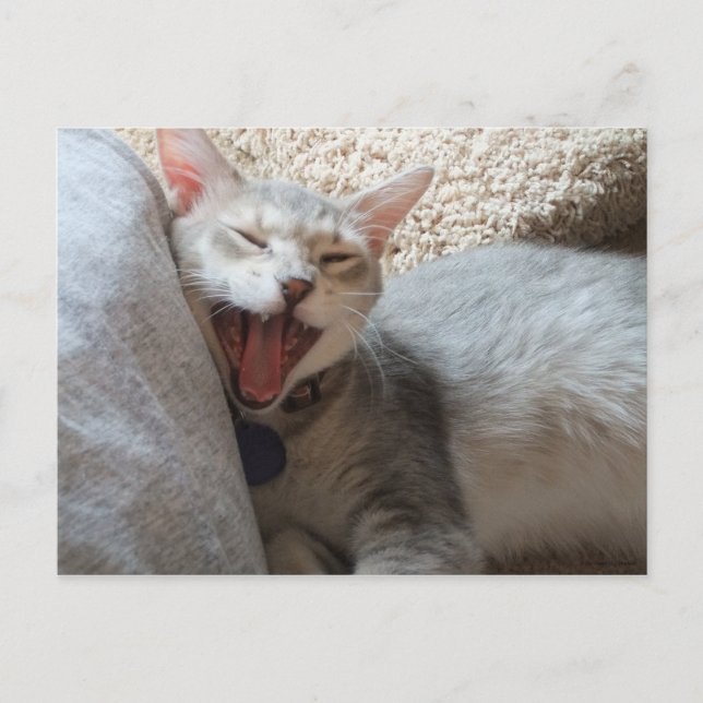 Jasper Yawning Kitten Photo Postcard (Front)