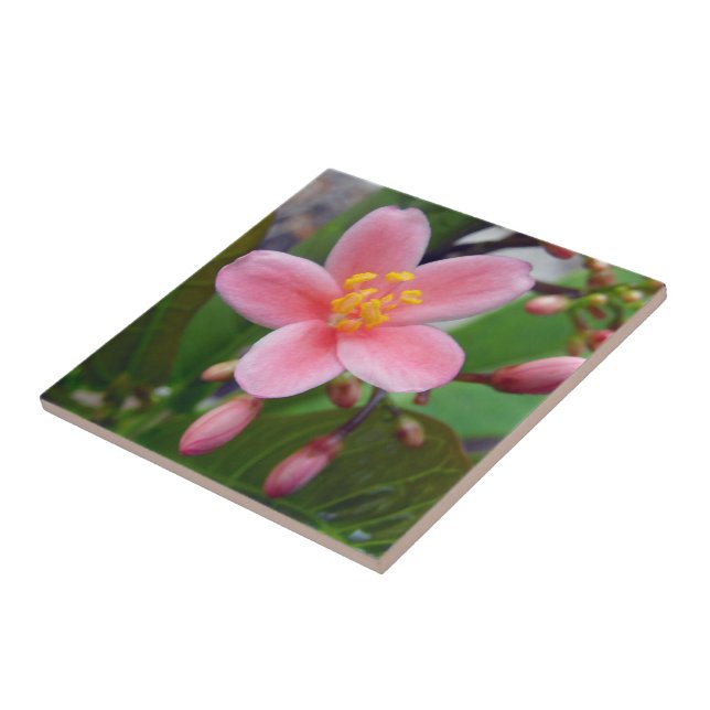 Jatropha Flower and flower buds Tile (Side)